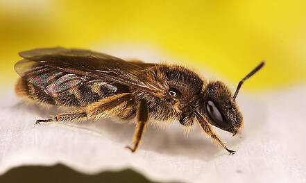Erstmals Königinnenpheromon bei primitiven eusozialen Bienen identifiziert